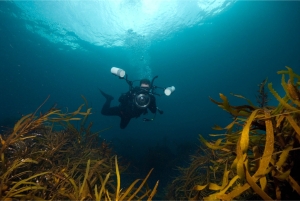 diver